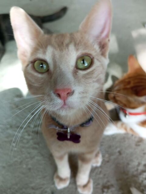 Donne chat 0 66170 Saint-fliu-d'avall
