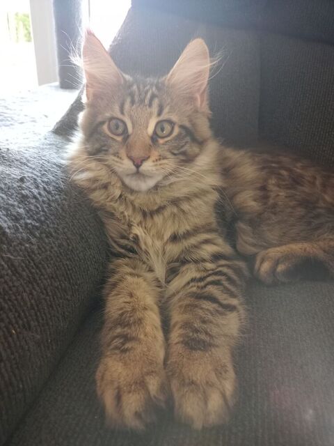 Adorables b&eacute;b&eacute;s Maine Coon 1100 91840 Soisy-sur-École