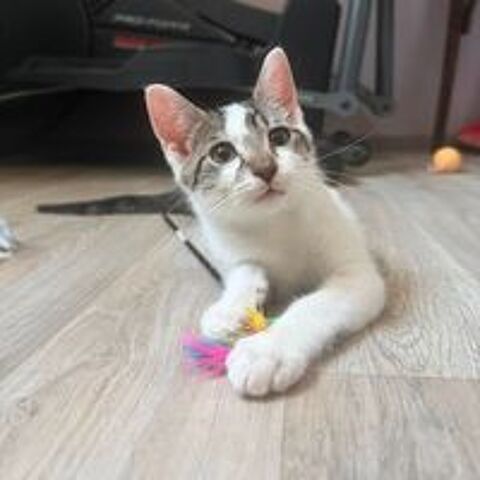   Bambou à l'adoption 