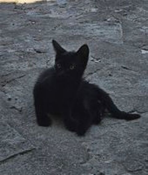   CHATON SEVRÉ  