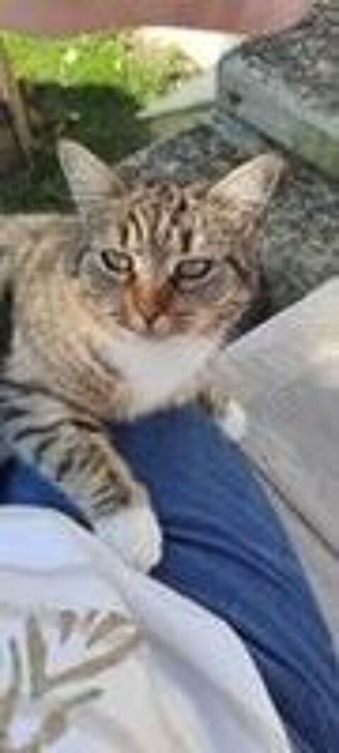  Chat BLUE à l adoption 