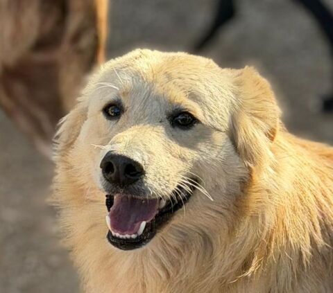 RUBIO 320 27620 Gasny