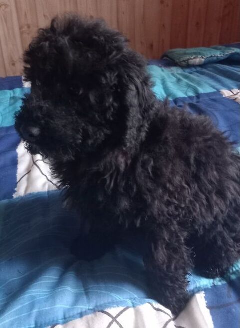 caniches nains noirs 0 19410 Vigeois