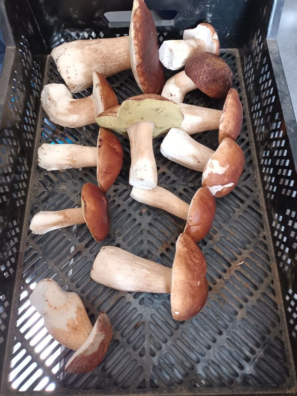 c&egrave;pes en charente Cuisine