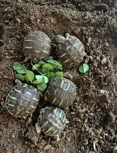 Tortue de terre 70 91150 tampes