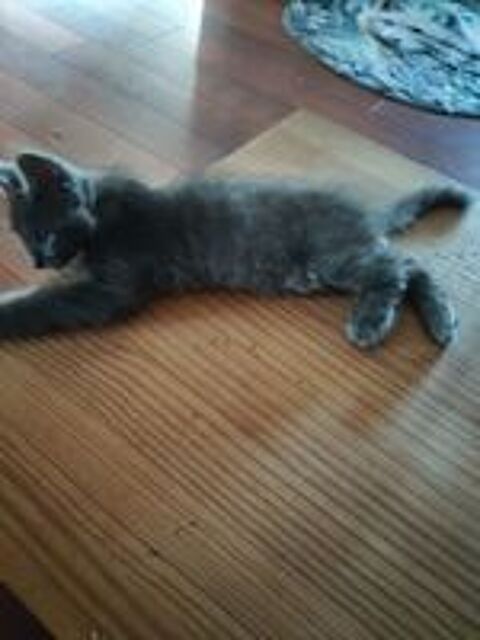   chatons Angora Turc Bleu 