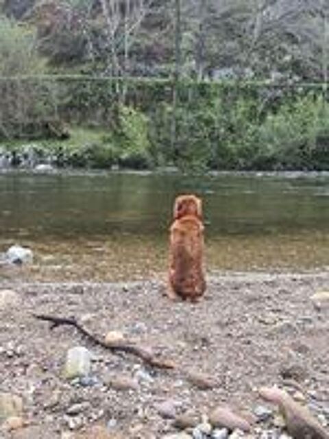   CHIEN DISPARU DEPUIS LE JEUDI 6 AOUT A ITXASSOU 64250
NOUGAT 