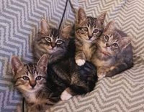   Adorable chatons 