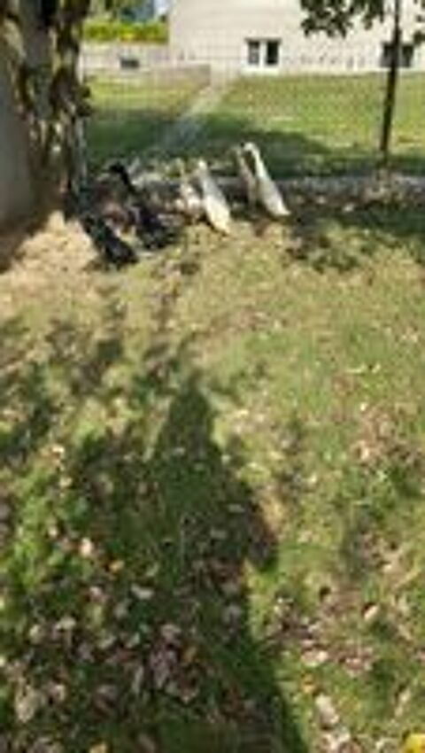   Canards coureur indien 