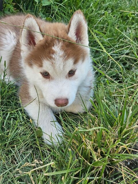 Chiot husky siberien 800 23000 Guret