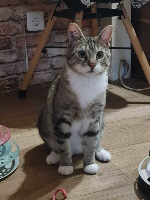 Smoke un compagnon doux et c&acirc;lin 180 92000 Nanterre