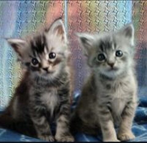  chatons Maine Coon excellent ligné 