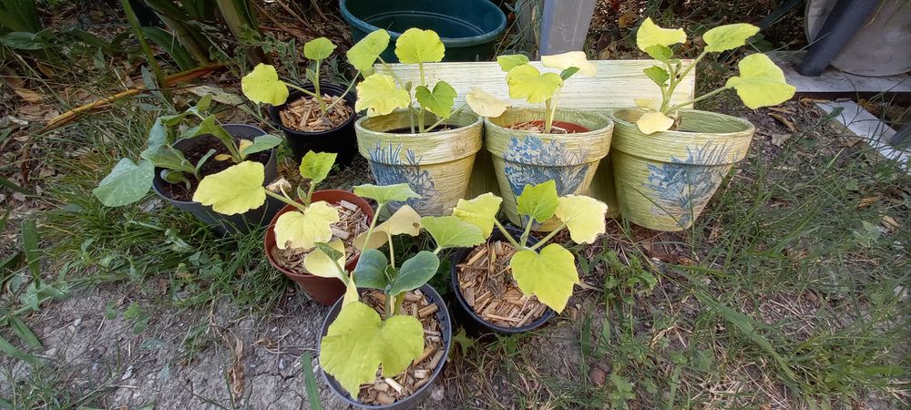 Plant courge butternut Jardin