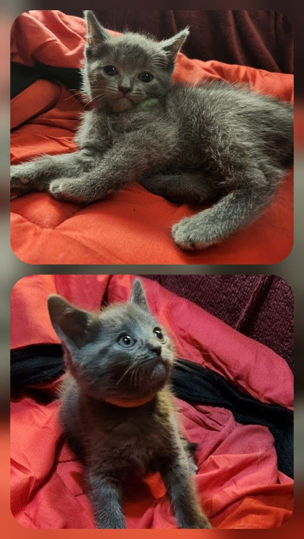   Chartreux Actifs, LOOF, Élevés en Famille, Lignée du Beloire 