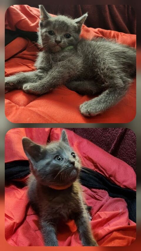 Chartreux Actifs, LOOF, &Eacute;lev&eacute;s en Famille, Lign&eacute;e du Beloire 1200 06160 Juan les pins
