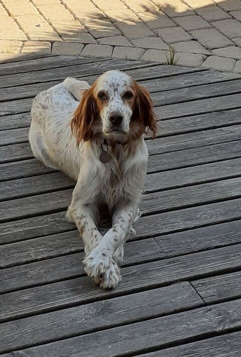 Donne setter 0 29250 Plougoulm