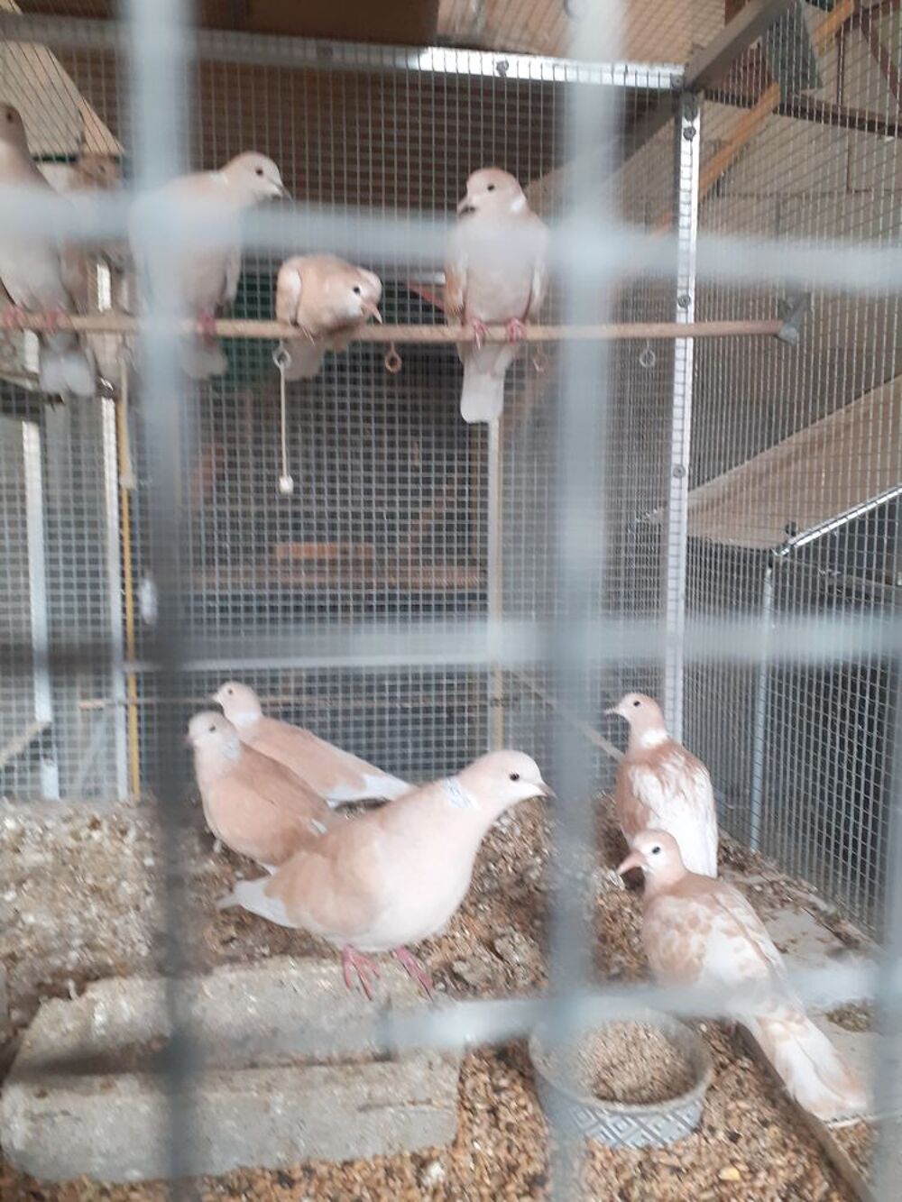   Oiseaux et poules naines . 