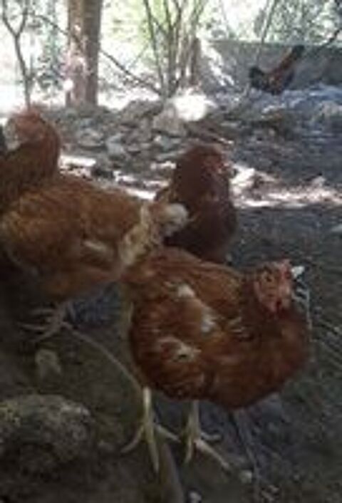   Jeunes poules rousses  adopter 