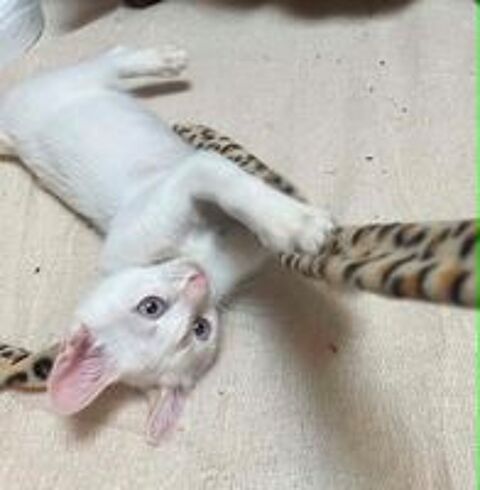   Gaspard un chaton aussi beau que gentil 