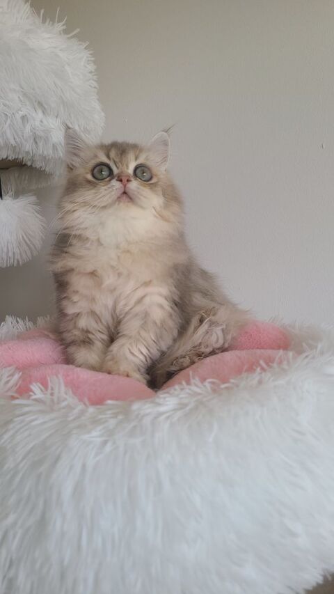 British Longhair, issues de lign&eacute;es prestigieuses. 1400 13014 Marseille