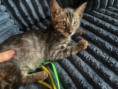 Chatons femelle bengal loof 1100 75015 Paris