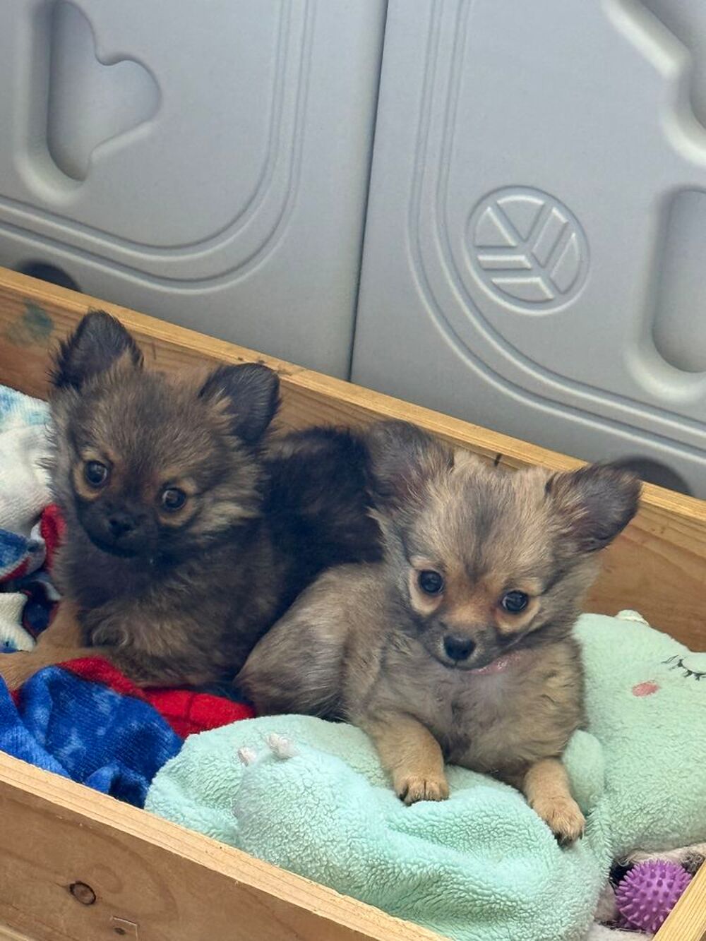   Réservation des chihuahuas, 