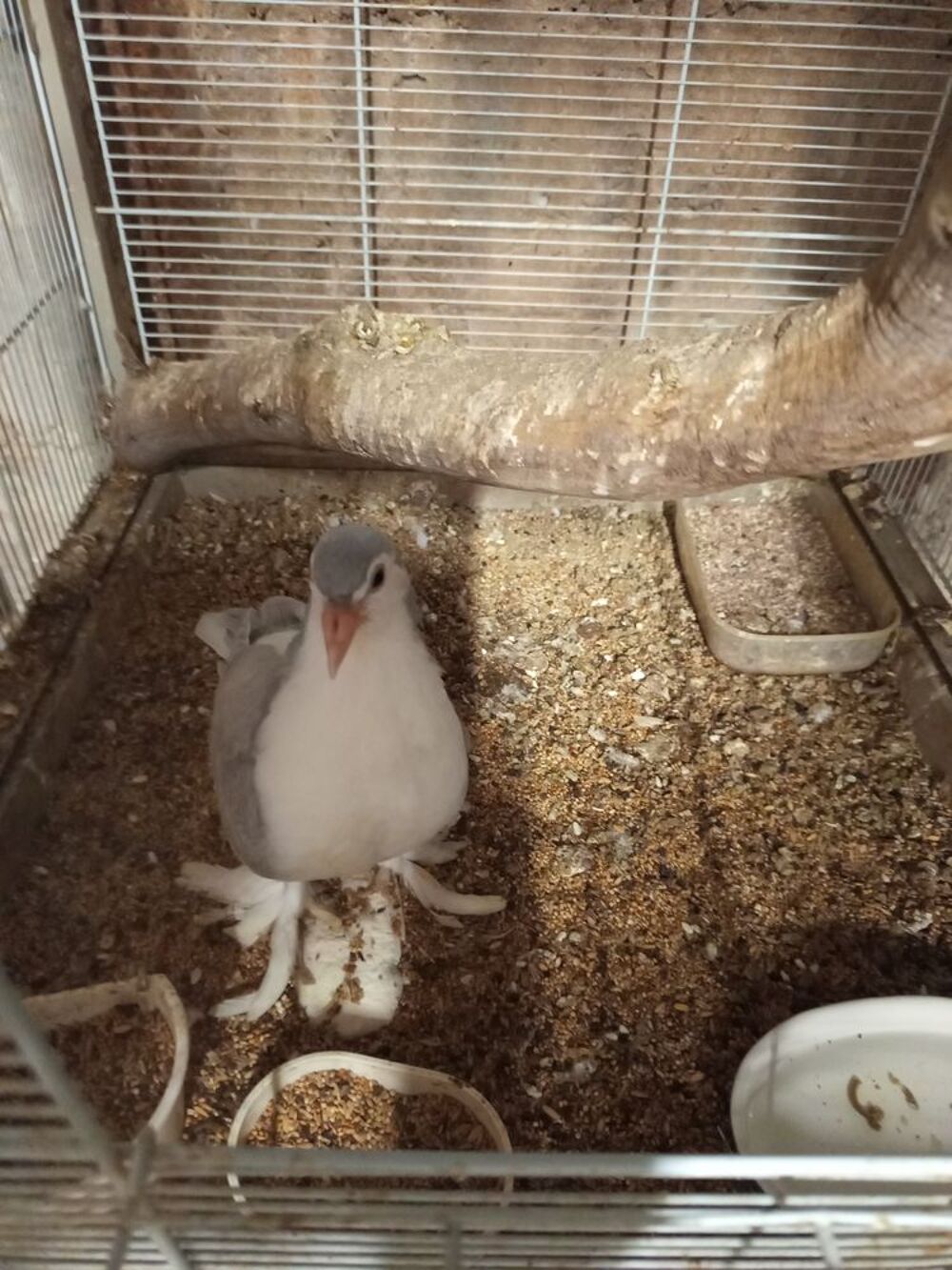   Pigeon lahor 