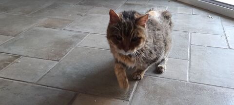 HELP pour Sissi, PANIER RETRAITE 34500 Bziers