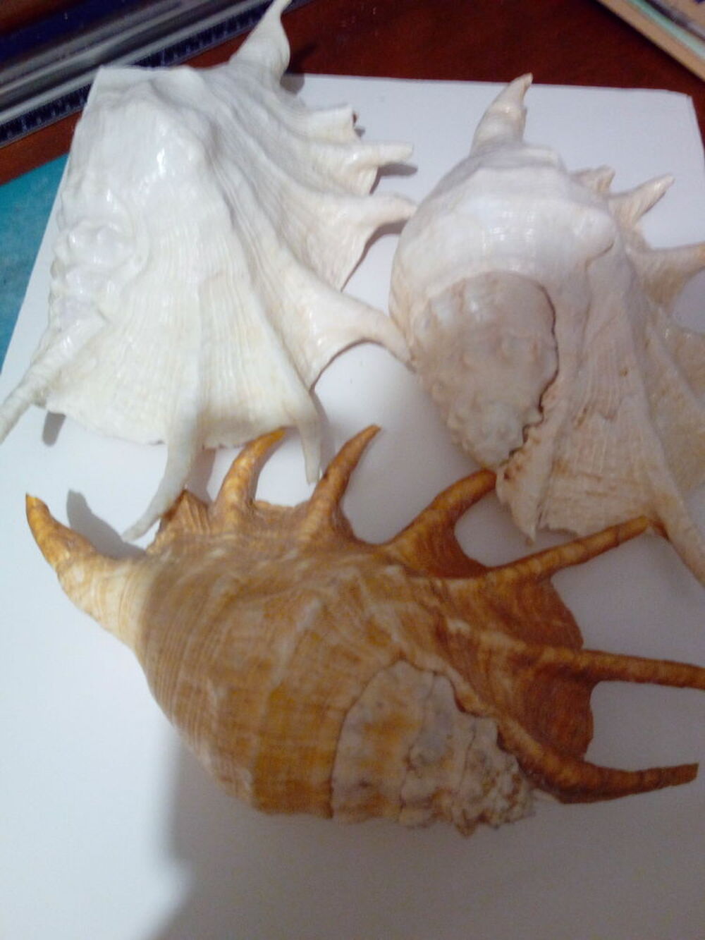 COQUILLAGES 
