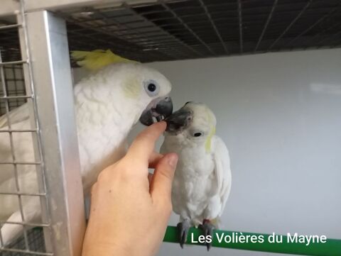 Perroquet Cacatoès à huppe jaune et Leadbeater 1800 47430 Caumont-sur-garonne