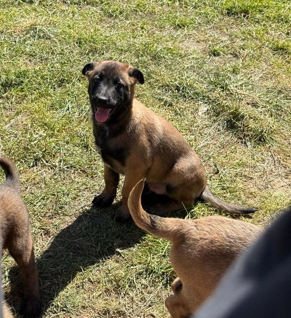   Malinois 