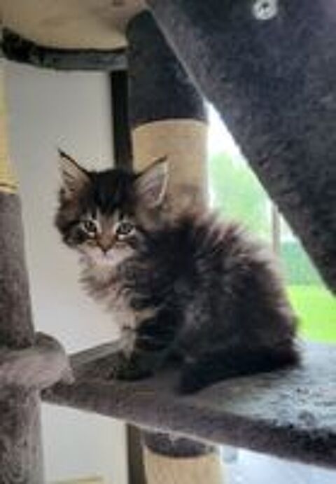   Chaton Maine Coon 