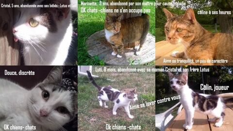 cherche famille (fermeture asso) 80000 Amiens