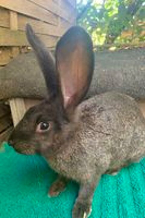   Lapine Géante  
