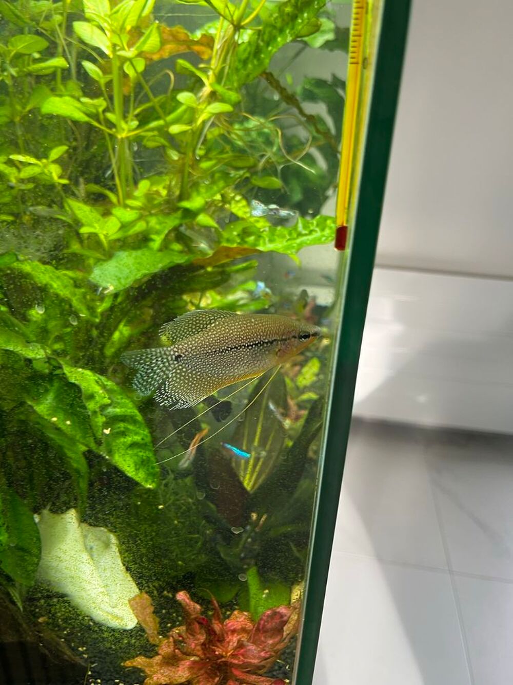 poissons Jardin
