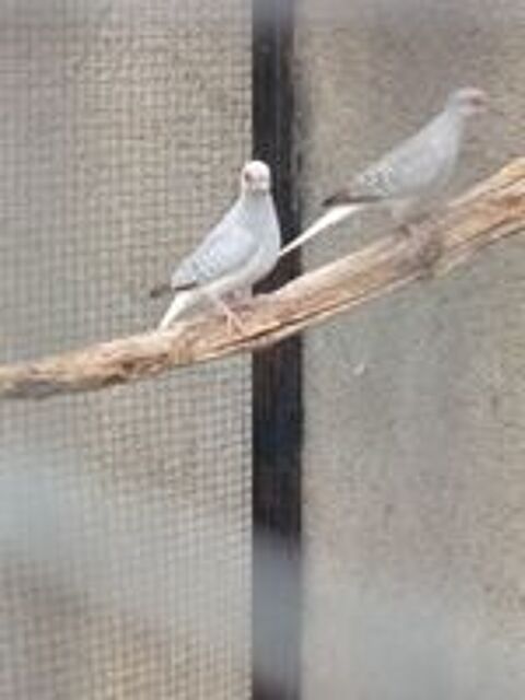   Oiseaux colombe diamant  