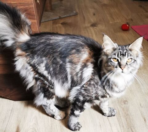 Maine coon non loof 11000 Carcassonne