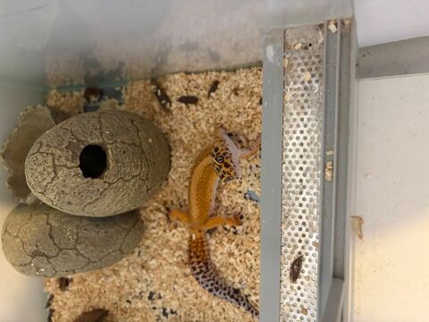 Femelle geckos + terrarium pix n&eacute;gociable 60 69003 Lyon