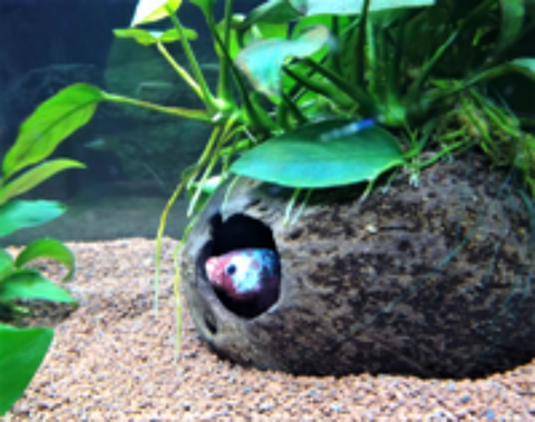   Plante d'aquarium Anubia taille moyenne 