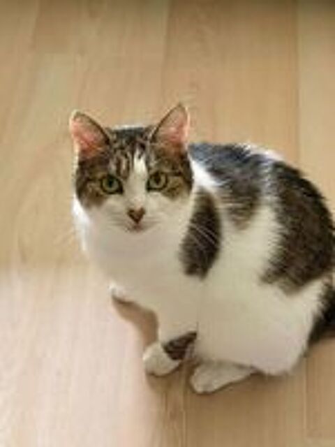   Impr�vue, femelle type Europ�en n�e en 2016 