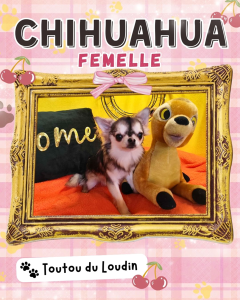 Chiot chihuahua femelle poils longs 800 18140 Pr�cy