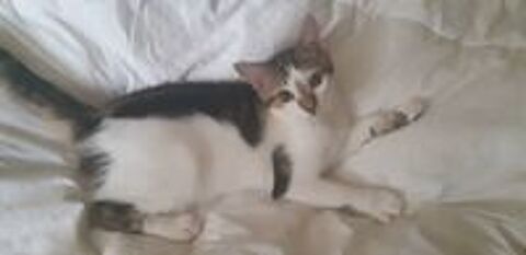   Origami N� le 22 mars 2018 