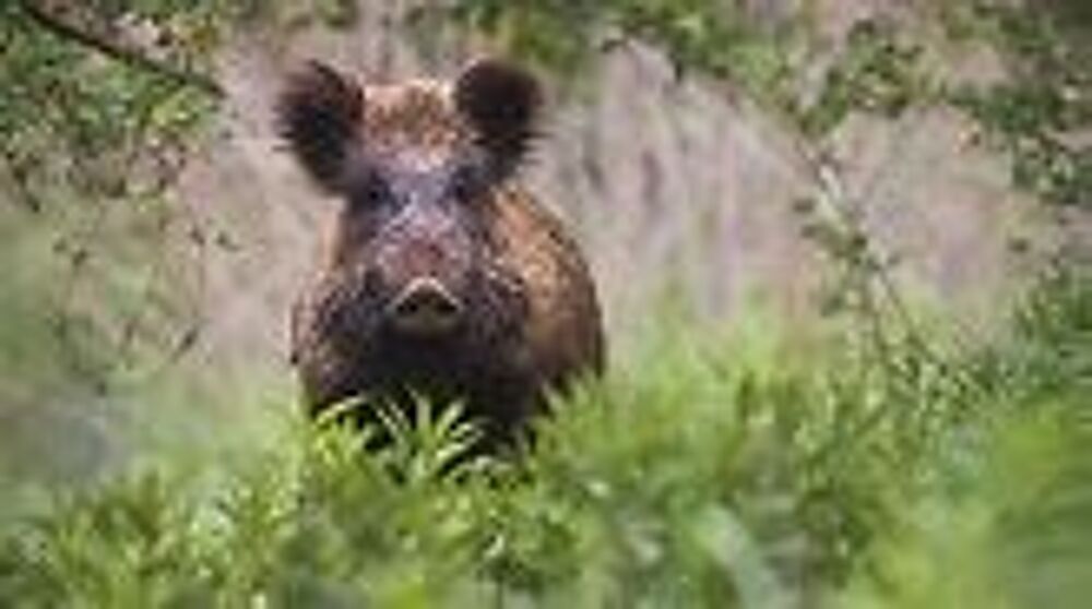 CHASSE GROS GIBIERS Sports