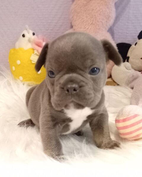Bouledogue fran&ccedil;ais exotique m&acirc;le 1500 18370 Beddes