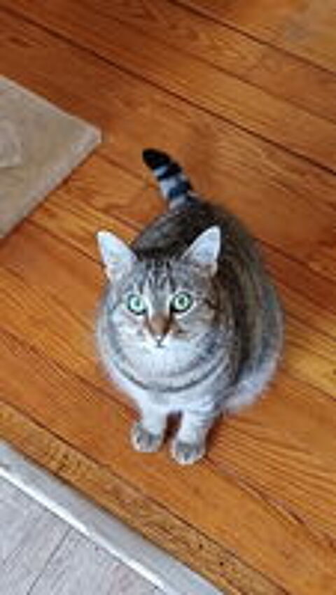   ISO FEMELLE TIGREE 2 ANS 1/2 