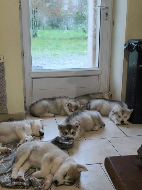 Petit chiots husky malamute  0 49170 Saint-augustin-des-bois