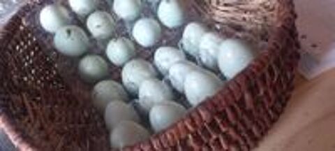   Oeufs de caille celadon  