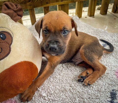 Balin, mâle croisé berger, né le 15/04/2025  &#128054; 300 54000 Nancy