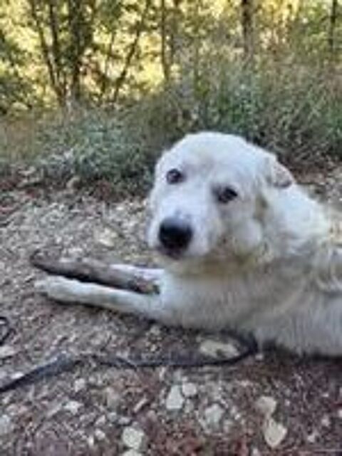   Chien DEBOU à l adoption 