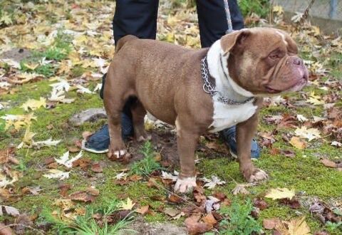 Chien HULK à l adoption 210 47160 Caubeyres
